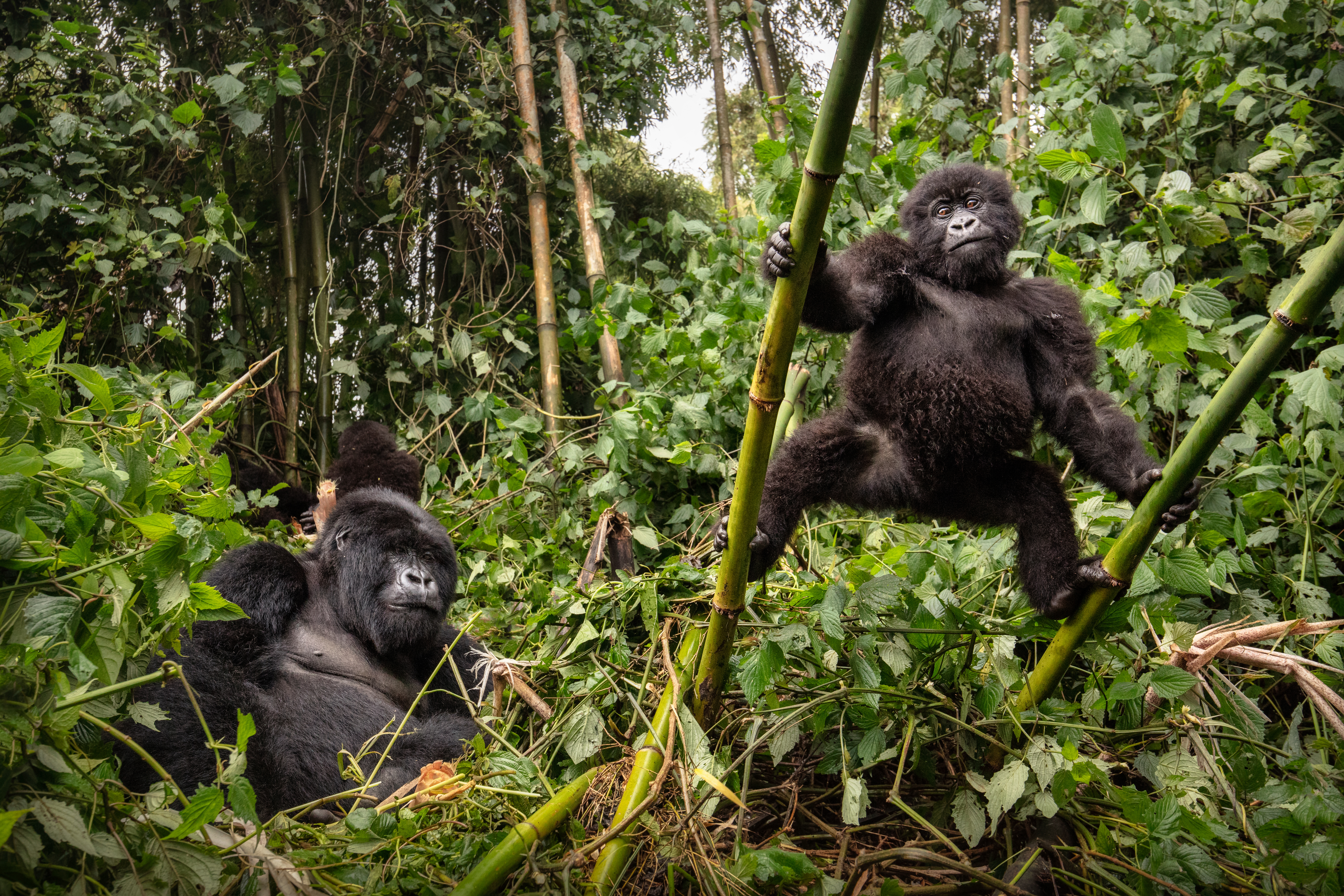 Gorilla